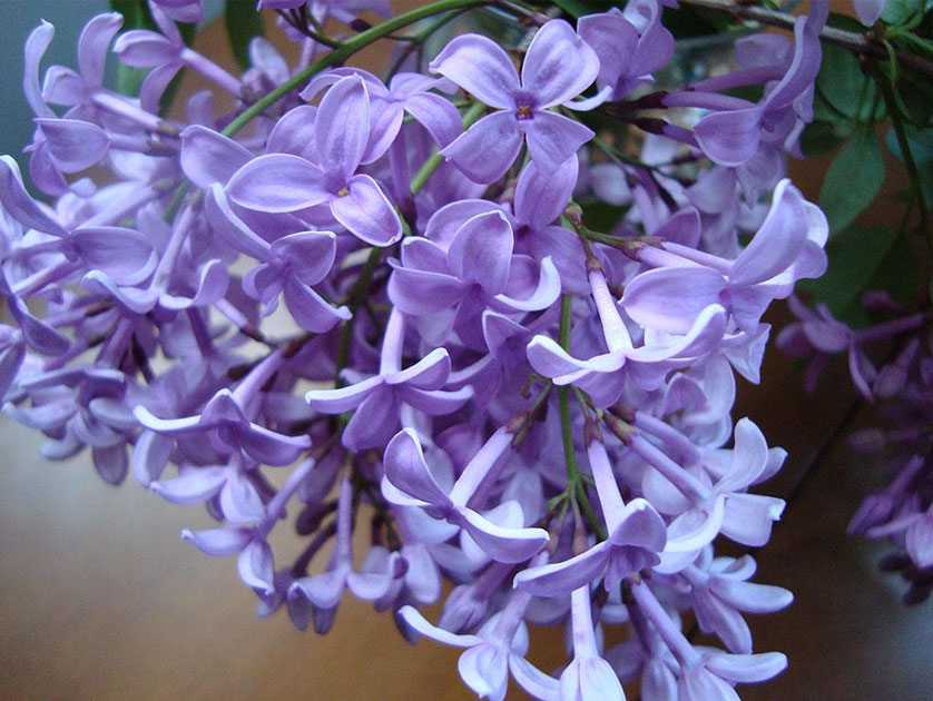 Asessippi lilac